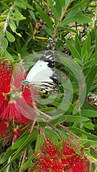 White butterfly on red flower