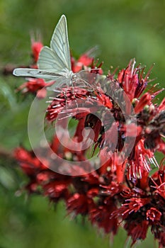 White butterfly on a red flower