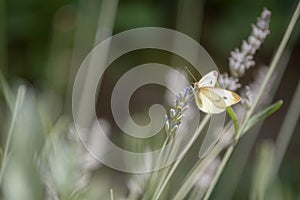 White butterfly resting on lavender