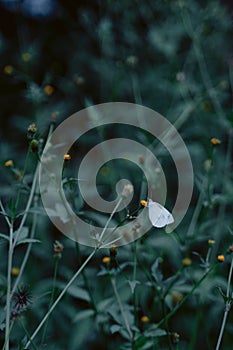 A white butterfly rests on a flower stamen on the grass.