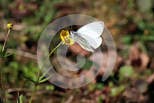 White butterfly sat on yellow flower in spring