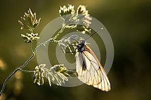 White butterfly sits on a blade of grass on a summer green background