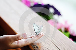 A white butterfly sits on a child`s hand on a background of wood and flowers