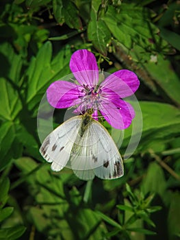 White butterfly sits on a pink geranium flower
