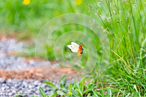 White butterfly sittin on an orange plant