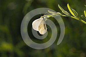 White butterfly sitting on the grass