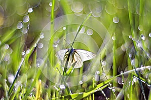 White butterfly sitting on green grass covered