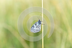 White butterfly on leaf or grass.