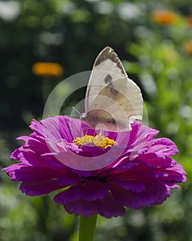 White butterfly sitting on an magenta Zinnia flower. Pieris brassicae, also called the large white, cabbage butterfly