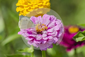 White butterfly sitting on an magenta Zinnia flower. Pieris brassicae, also called the large white, cabbage butterfly