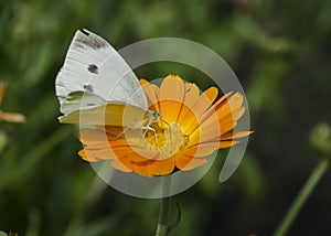 White butterfly sitting on an orange Calendula flower. Pieris brassicae, also called the large white, cabbage butterfly