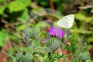 White butterfly sitting on thistle flower and flying wasp