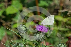 White butterfly sitting on thistle flower