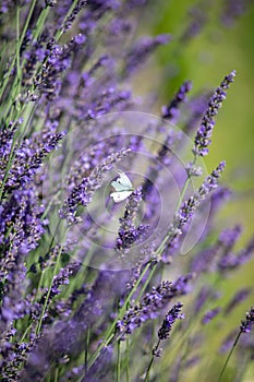 White butterfly sitting on violet lavender