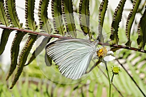 A White Butterfly on a Spanish Needle