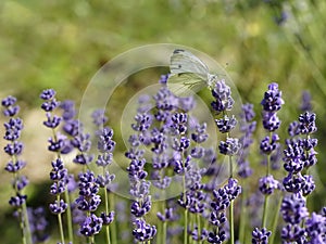 White butterfly standing on the flower lavender