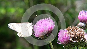 White butterfly on thistle flower eating nectar