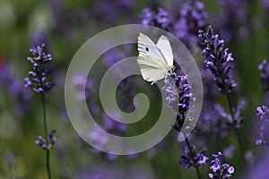 White butterfly on violet lavender