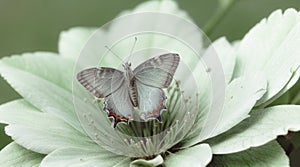 White Butterfly on White Flower