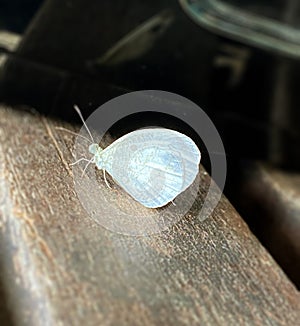 White Butterfly on Wood Chair