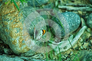 A white butterfly with yallow side wings