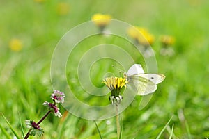 white butterfly on yellow dandelion flower in a summer garden