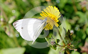 White butterfly