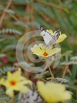 White butterfly on yellow flower and green vegetation