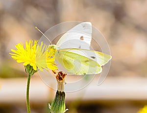 White butterfly on yellow innkeeper