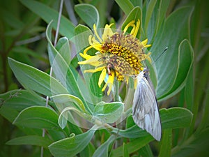 White Butterfly on Yellow Plant