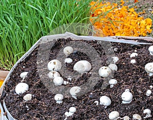 White button mushroom Agaricus bisporus