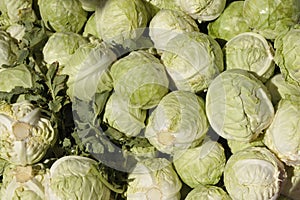 White Cabbage