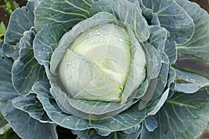 White cabbage