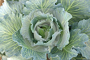 White Cabbage