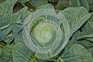 White cabbage