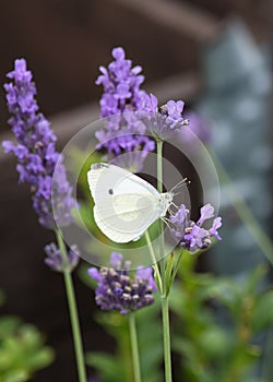 white cabbage butterfly