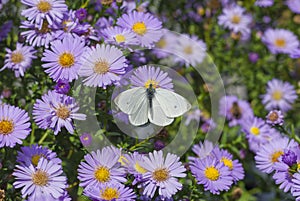 White Cabbage Butterfly on the bush of chrysanthemum flower