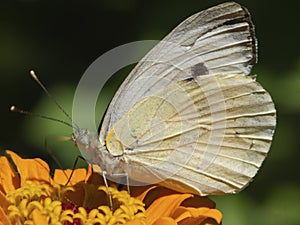 White cabbage butterfly close-up on a yellow flower in the garden on a green background. Beautiful textured butterfly wings