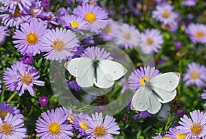 White Cabbage Butterfly duet