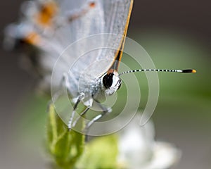 White Cabbage Butterfly face view photo
