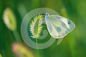 White cabbage butterfly