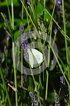 White Cabbage Butterfly, latin name Pieris Brassicae, feeding on violet scenty Lavander flowers