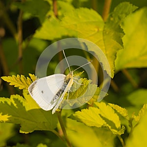 White Cabbage Butterfly on Leaf photo