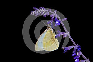 White cabbage butterfly on purple russian sage