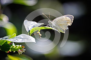 a white cabbage butterfly sits on a green leaf