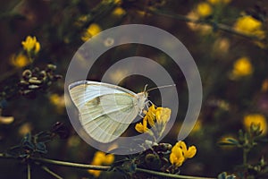 White cabbage butterfly sits on a yellow flower on a blurred background. Pieris rapae from family Pieridae. White textured wings.