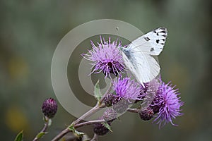 White Cabbage Butterfly On Thistle Blooms