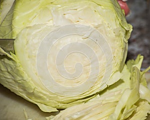 White cabbage is cut on a cutting board