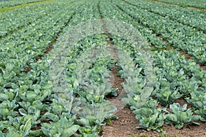 white cabbage fiel with. young plants