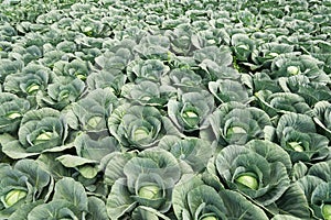 White cabbage field
